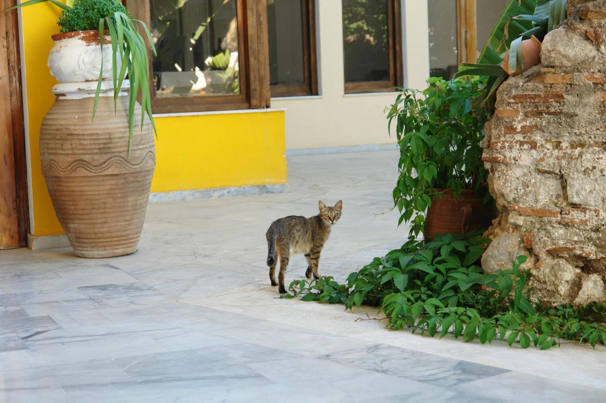 Verdelis Inn Epidaurus Exteriér fotografie